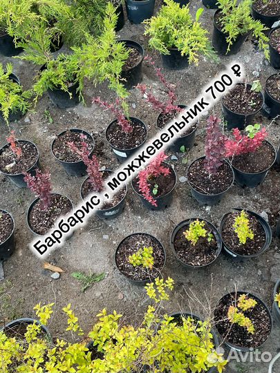 Туя смарагд 1,2