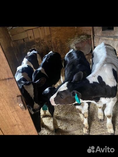 Бычки телята
