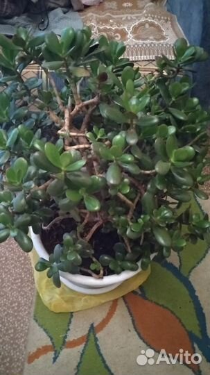 Денежное дерево толстянка большое