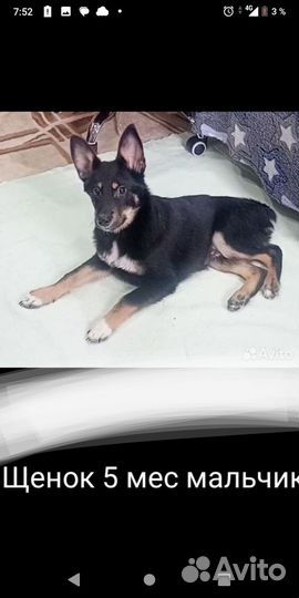 Щенок мальчик