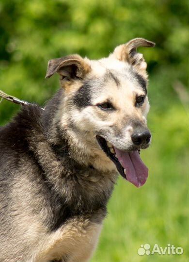 Энергичный красавчик Шико ищет дом