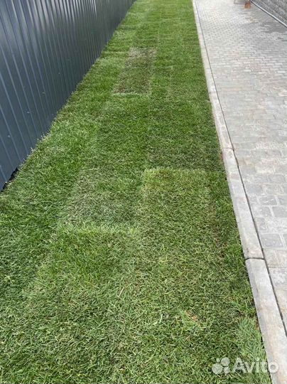Укладка и продажа рулонного газона
