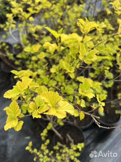 Саженцы пузыреплодника