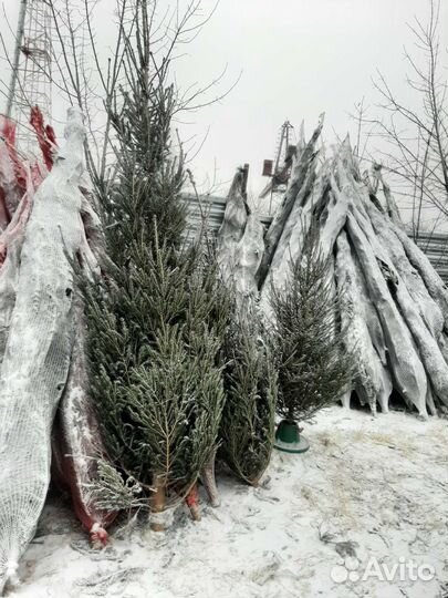 Живые ёлки с оптового склада, размеры в наличии