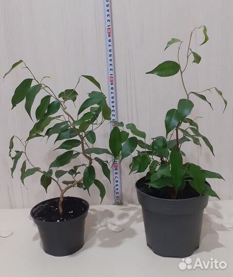 Фикус вианди