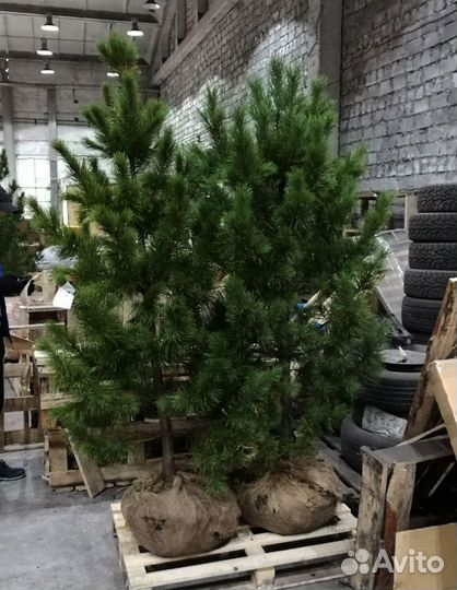 Саженцы кедра от производителя экстра класс