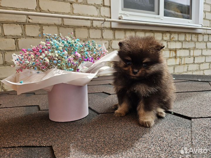 Щенки померанского шпица