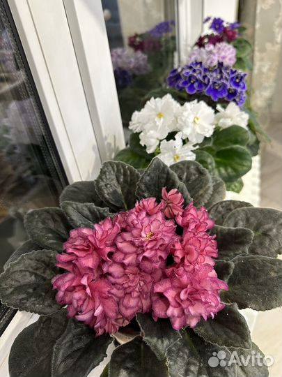 Фиалка нд-Огни Заполярья (детки) и др сорта