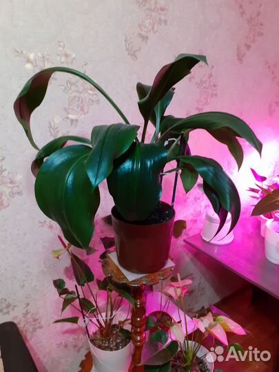 Эухарис амазонская лилия