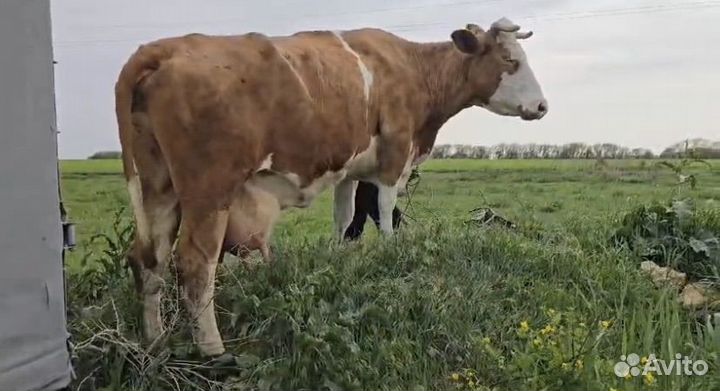 Коровы на мясо