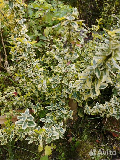 Бересклет форчуна