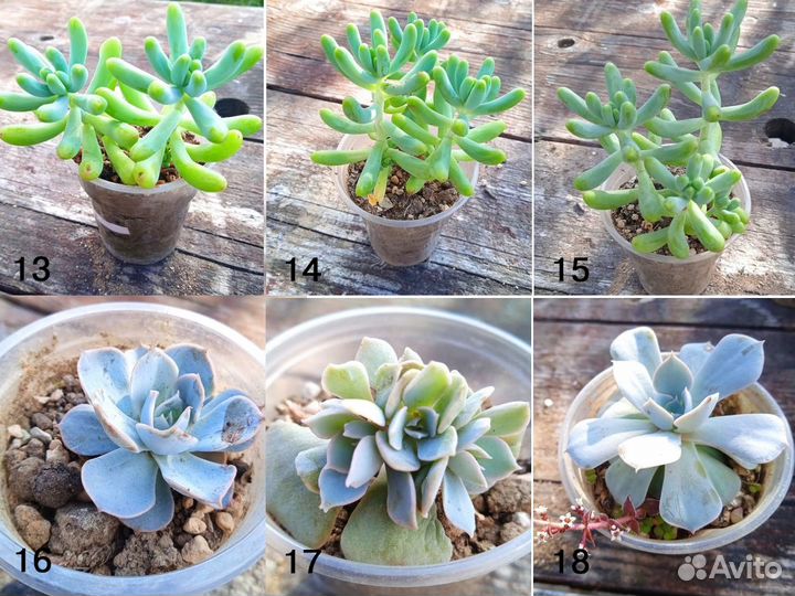 Суккуленты разные