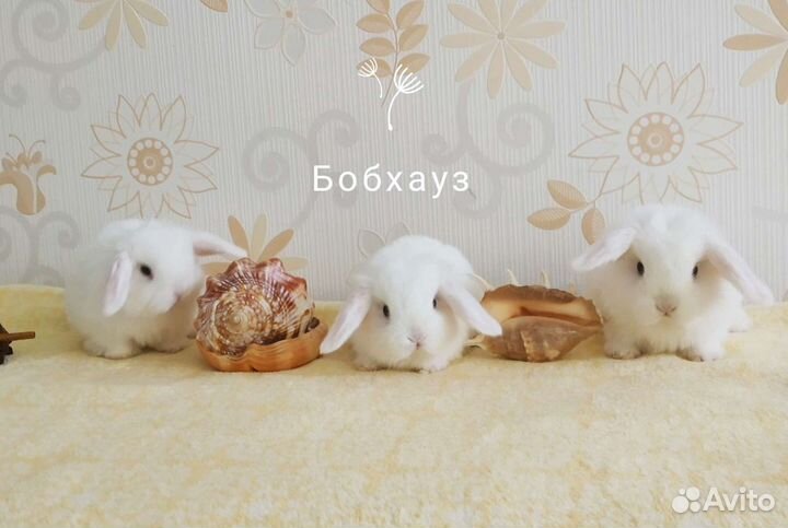 Кролики крольчата мими самые красивые карликовые