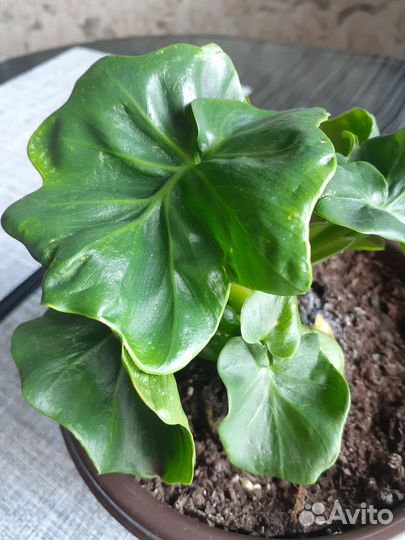 Филодендрон Атом