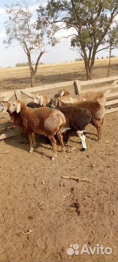 Ягнята бараны на племя эдильбай Гиссар