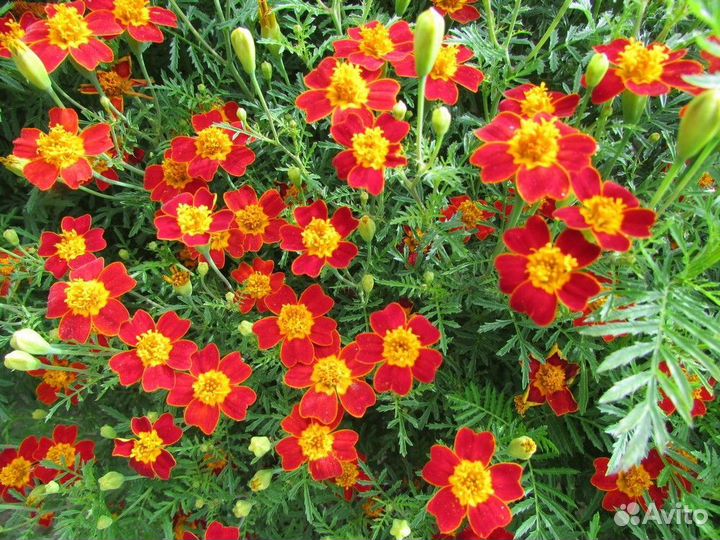 Бархатцы рассада