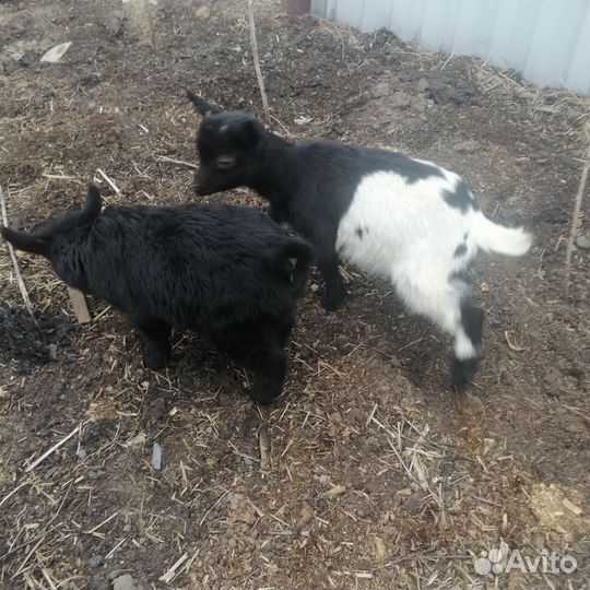 Камерунские карликовые козы