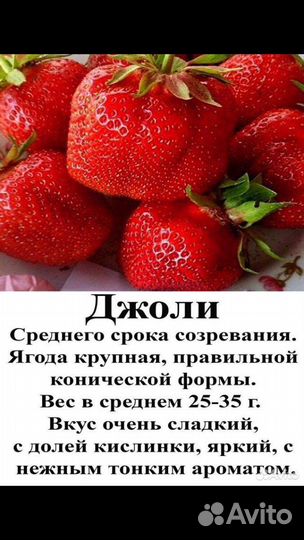 Клубника саженцы Купчиха, Азия