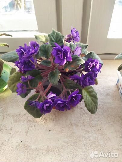 Комнатные цветы фиалки