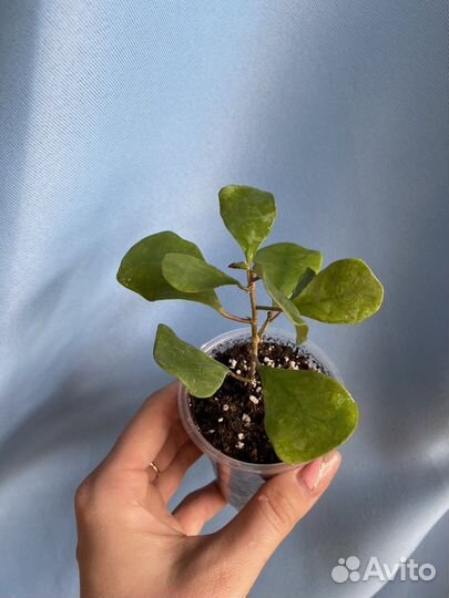 Фикус Букле, триангулярис