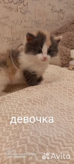 Отдам в добрые руки котят