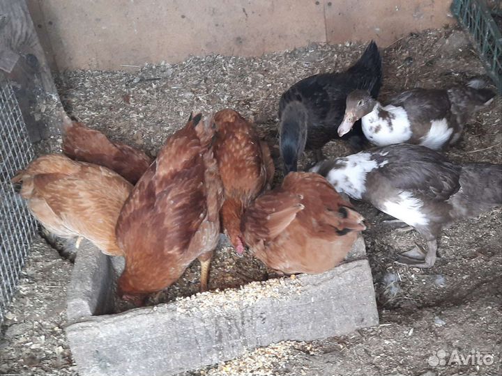 Утята,цыплята