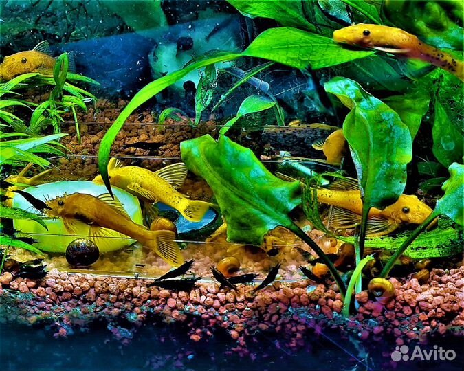 Сомы анциструсы RED в наличии 20шт