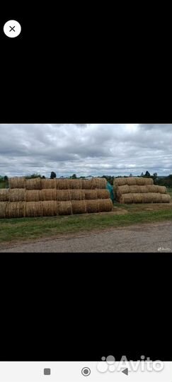 Сено солома в рулонах, зерно. 2024 года