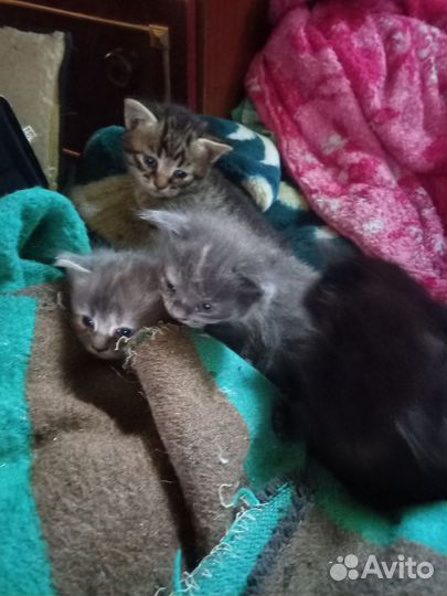 Котята в добрые руки