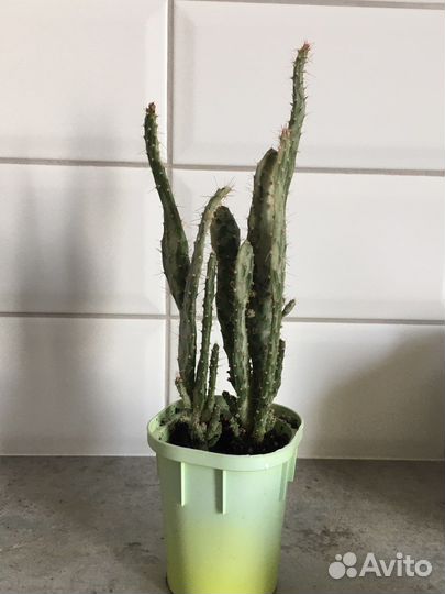 Кактус опунция Монаканта