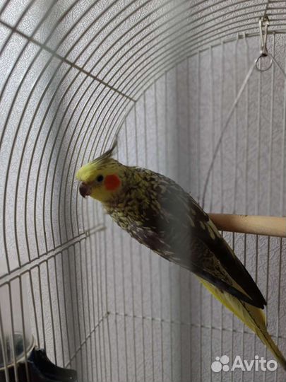 Попугай корелла-нимфа