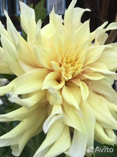 Корни георгин