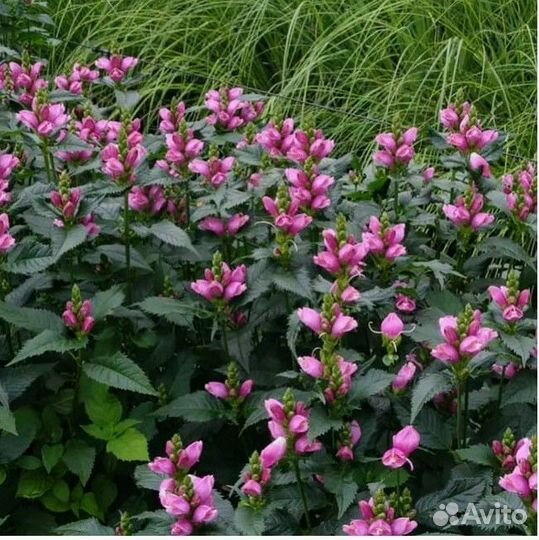 Девичья ромашка, медуница, хелоне, физостегия