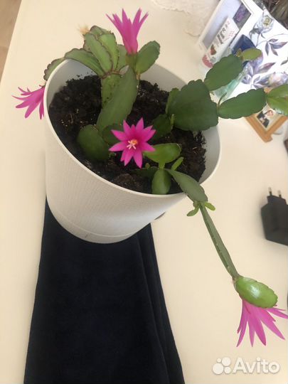 Рипсалидопсис