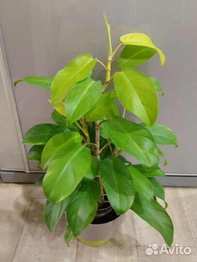 Фикус большой и другие взрослые растения