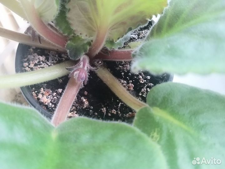 Сортовые фиалки