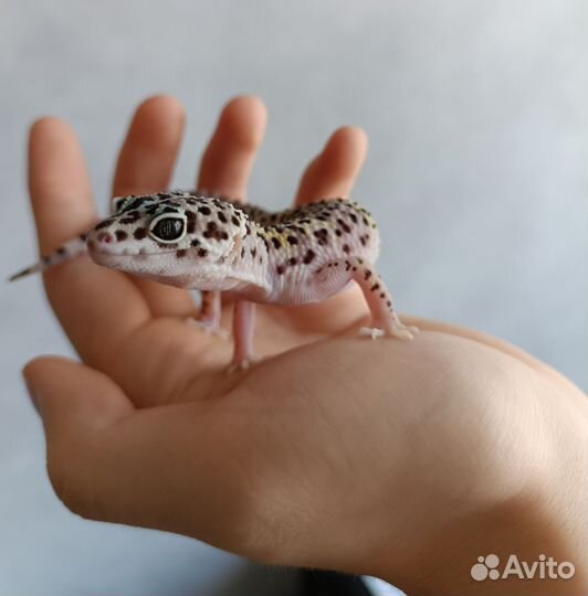 Эублефар с полным содержанием