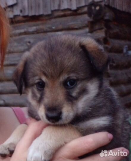 Отдам в добрые руки