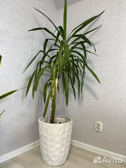 Ростки пальмы Юкка