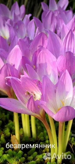 Луковицы безвременника