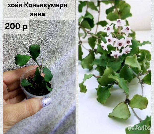 Хойя (4 часть)