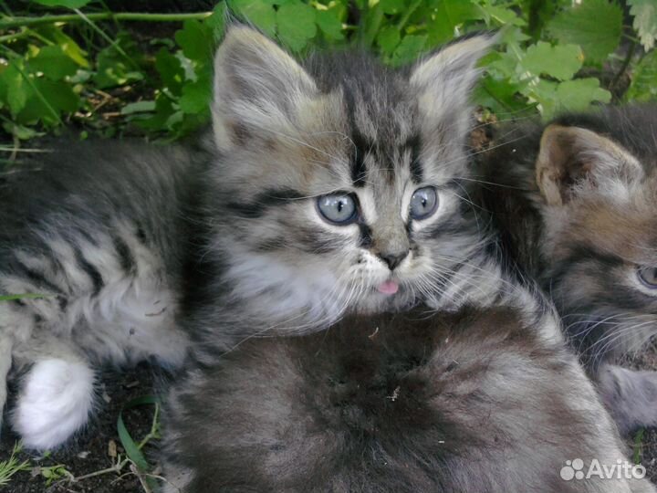 Котенок