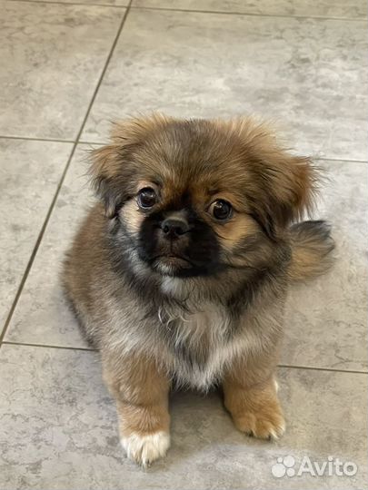 Щенки пекинеса