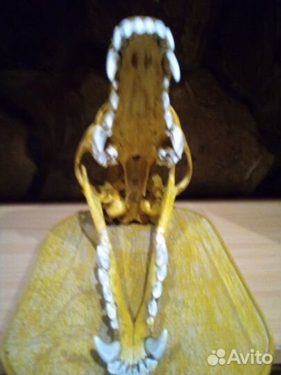 Череп волка