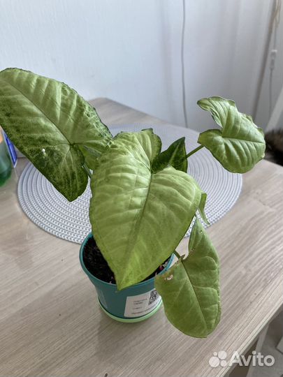 Сингониум White Butterfly