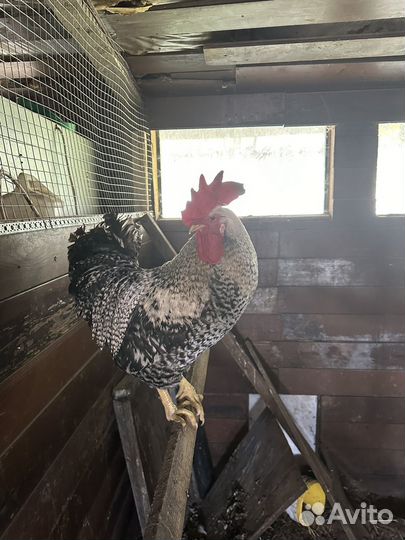 Петухи породы доминант