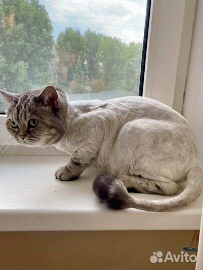 Стрижка котов кошек с выездом