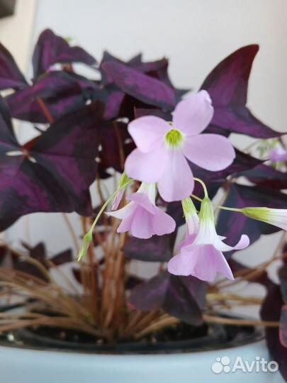 Кислица (оксалис)