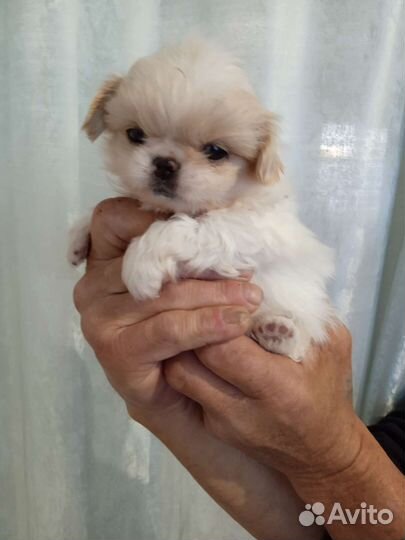 Щенки пекинеса