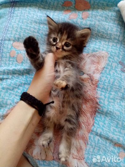 Котята в добрые руки 1 месяц